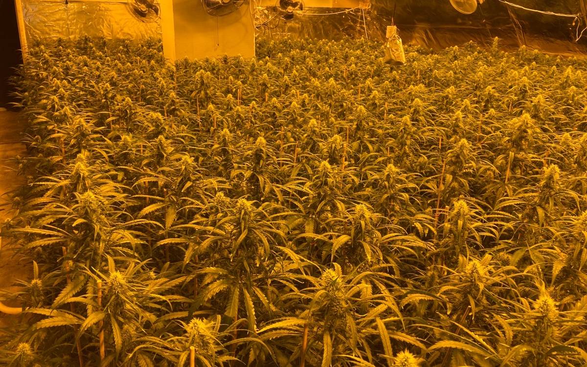 Marihuana Pflanzen