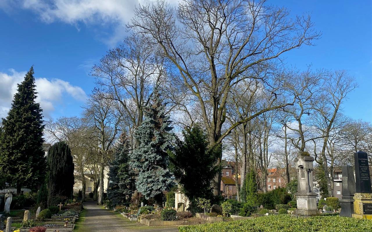 Buschey-Friedhof in Wehringhausen mit Bäumen, schönen Wegen und Gräbern.