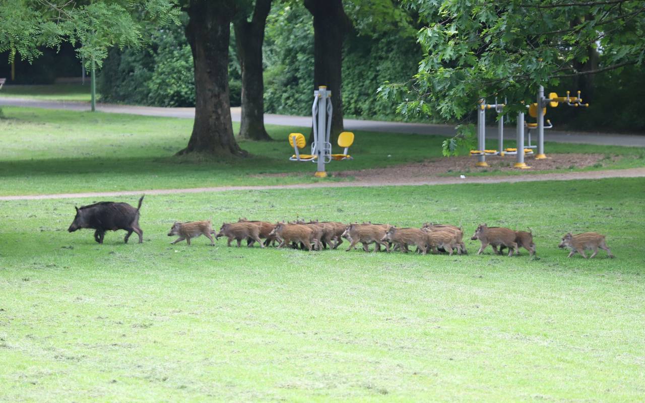 Wildschweine