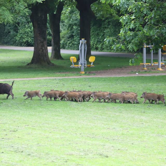 Wildschweine