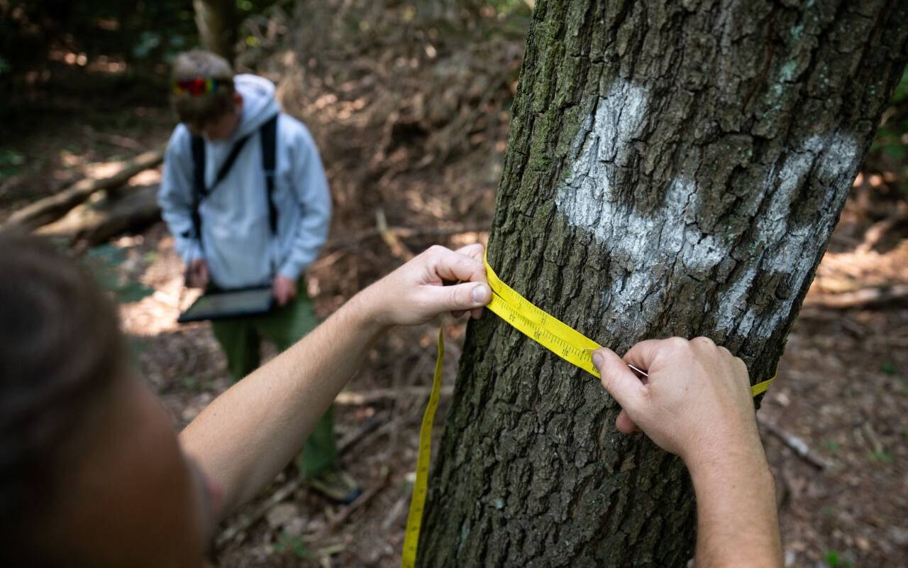Ein Förster misst während eines Fototermins zur Waldzustandserhebung, bei dem der Gesundheitszustand von Berliner Waldbäume stichprobenartig aufgenommen wird, den Umfang eines Baums, der als Messpunkt markiert ist. Im Hintergrund trägt ein Kollege die Daten auf einem Tablet ein. Die Ergebnisse werden im Berliner Waldzustandsbericht zusammengefasst. Er wird voraussichtlich im November veröffentlicht.