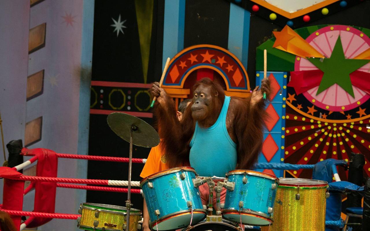 Ausgebeutete Orang-Utans in Freizeitparks