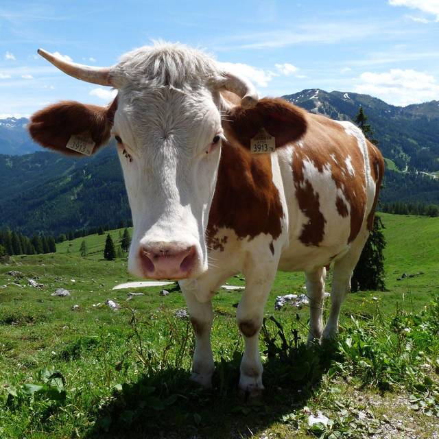 Eine Kuh steht auf einer Weide