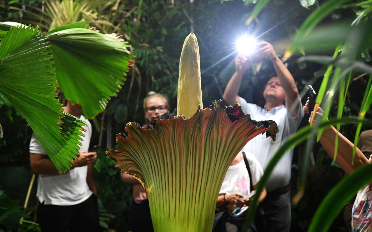 Dortmunder Titanenwurz