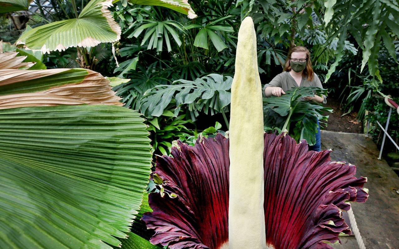 Titanenwurz im Botanischen Garten öffnet sich