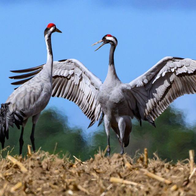 Zwei Kraniche (Grus grus) stehen auf einem abgeernteten Maisfeld