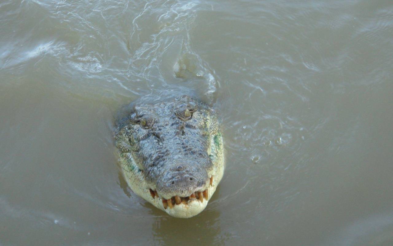 Krokodil in Australien