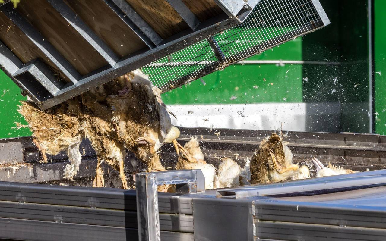 Vogelgrippe - Neuhardenberg