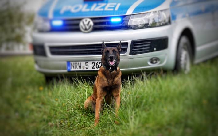 Diensthund Horst, Polizei Hagen