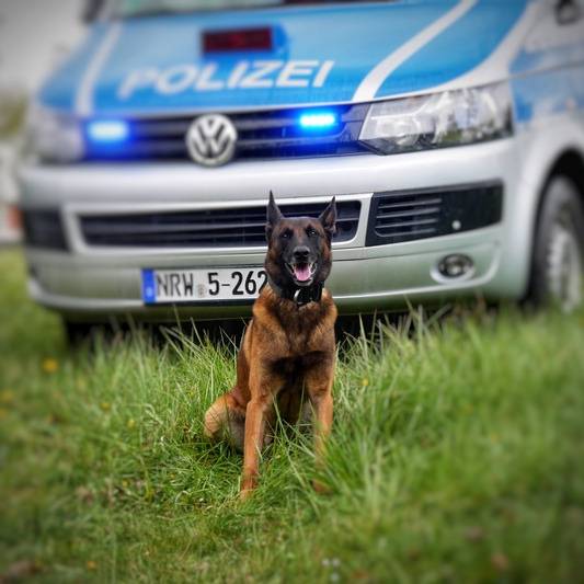 Diensthund Horst, Polizei Hagen