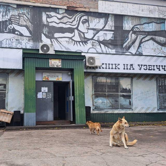 Straßenhunde in Tschernobyl
