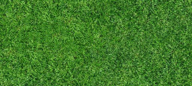 Rasen regeneriert sich