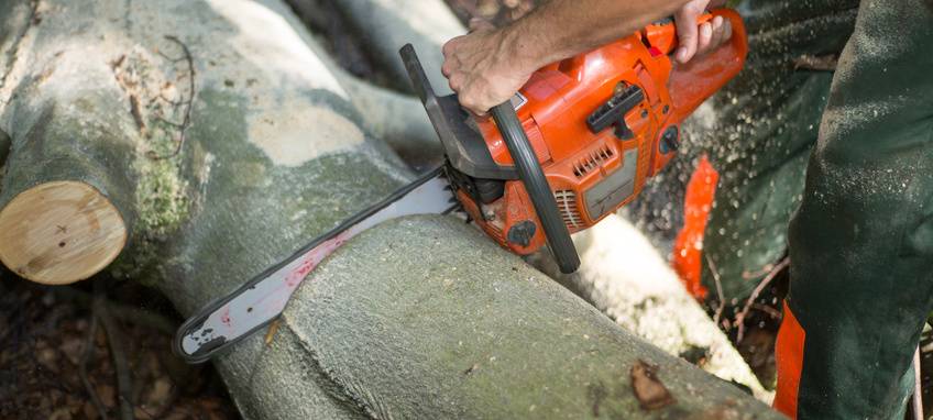 Die Roteiche am Hengsteysee