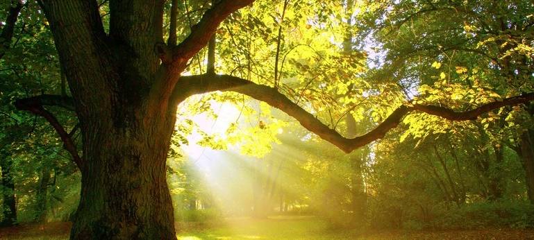 Forstwege nach dem Hochwasser