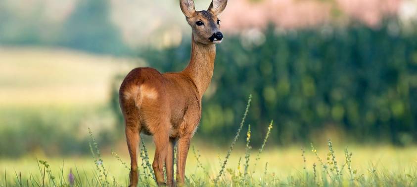 Achtung Wildwechsel!