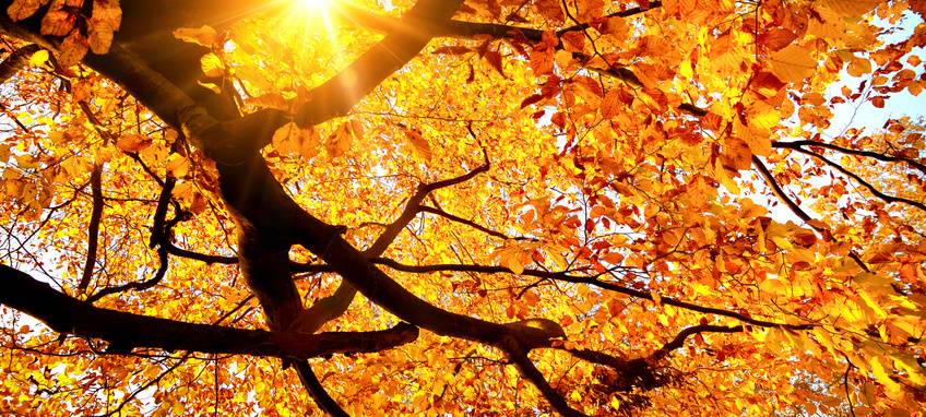 Grüne wollen Wildwald