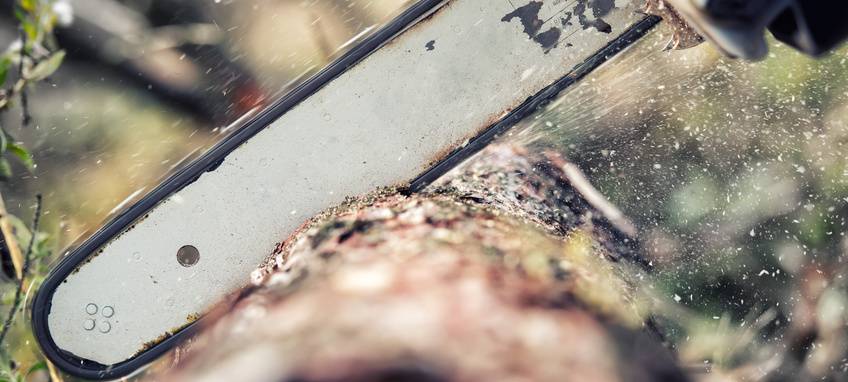 Linden an der Fleyer Straße