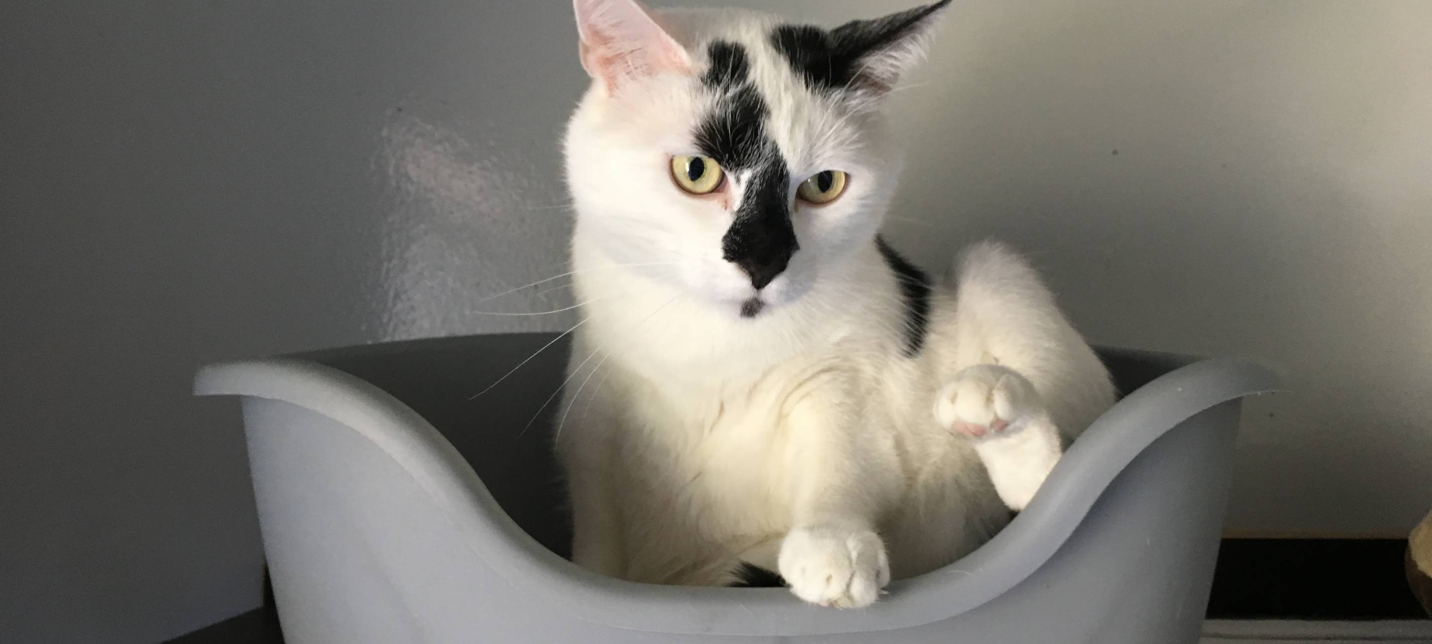 Förderung für Tierfreunde