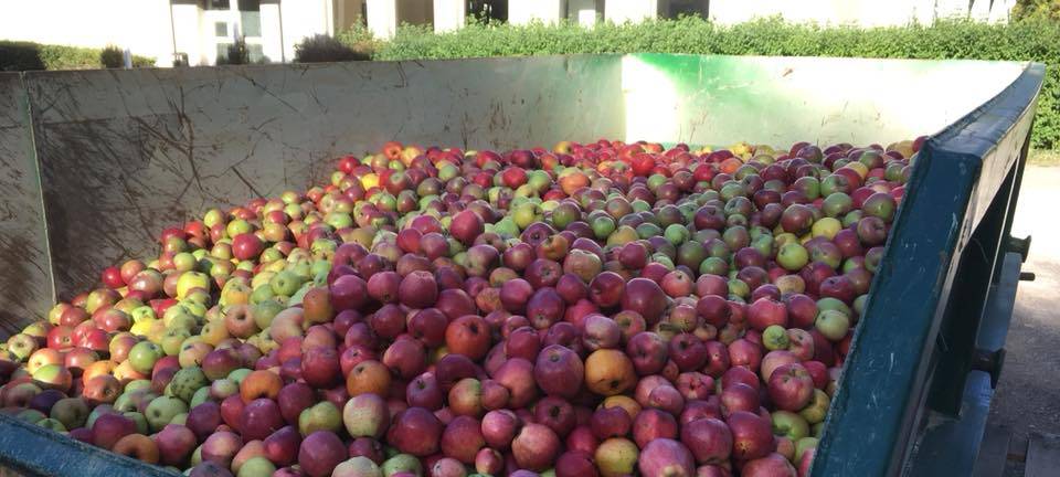 Apfelernte in Hagen