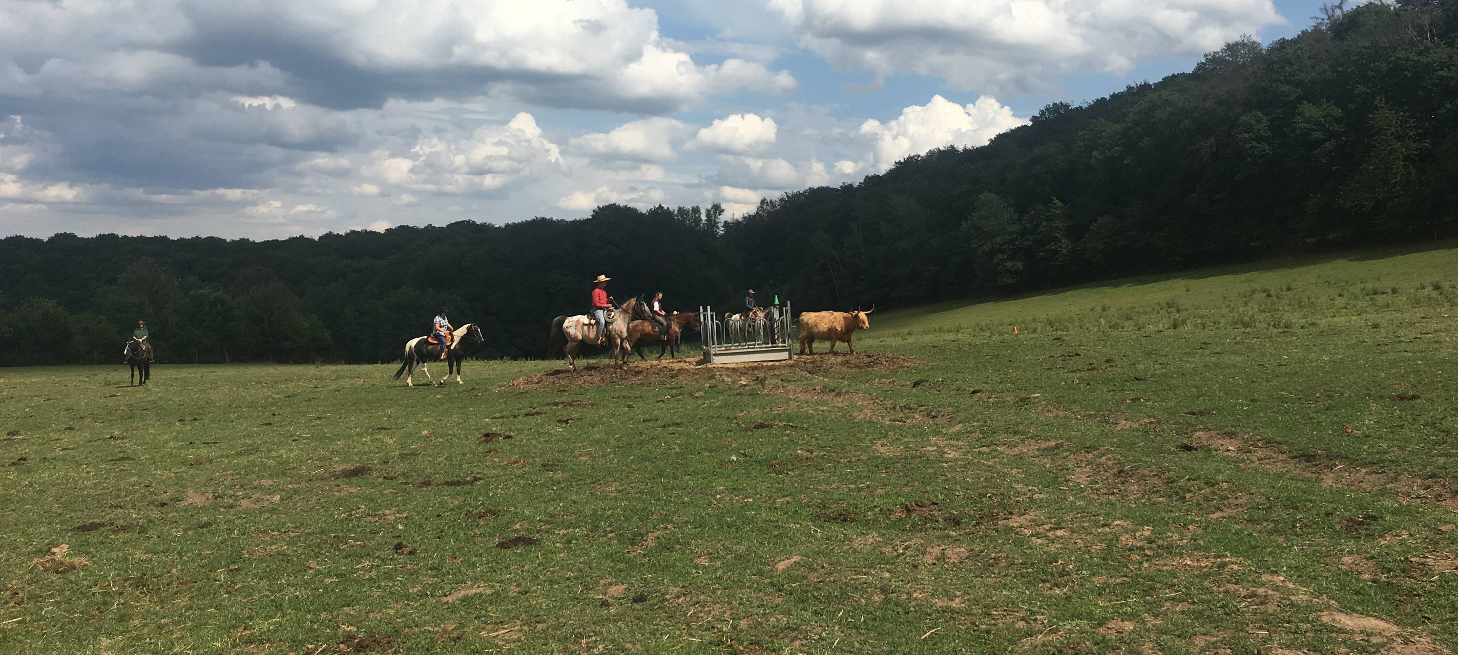 Rinderreiten Workshop