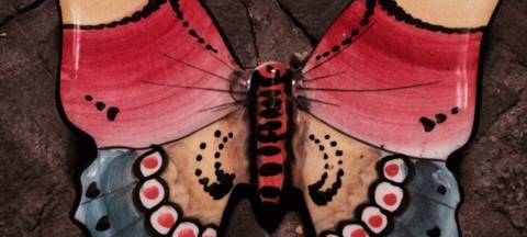 Schmetterlinge werden weniger