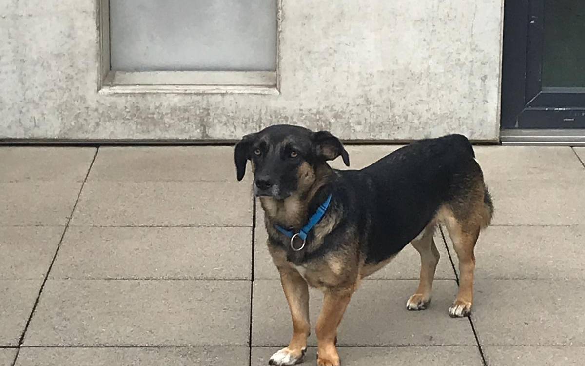 owalo design Hund Mischling Dackel Schaferhund