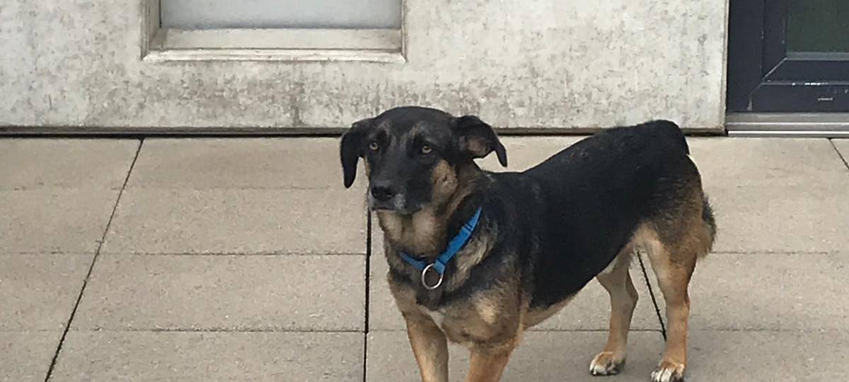 Dackel Schäferhund Mischling