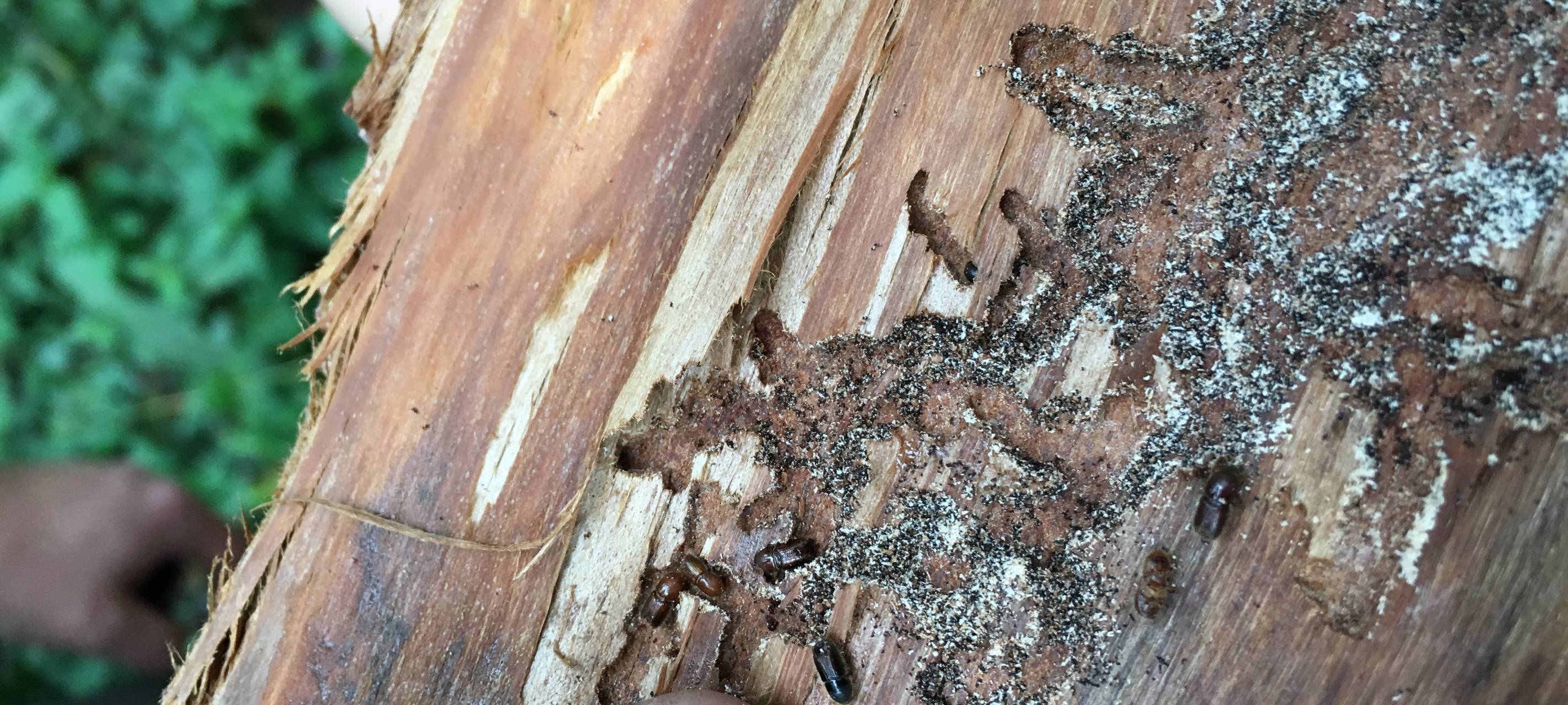 Die Folgen der Dürre