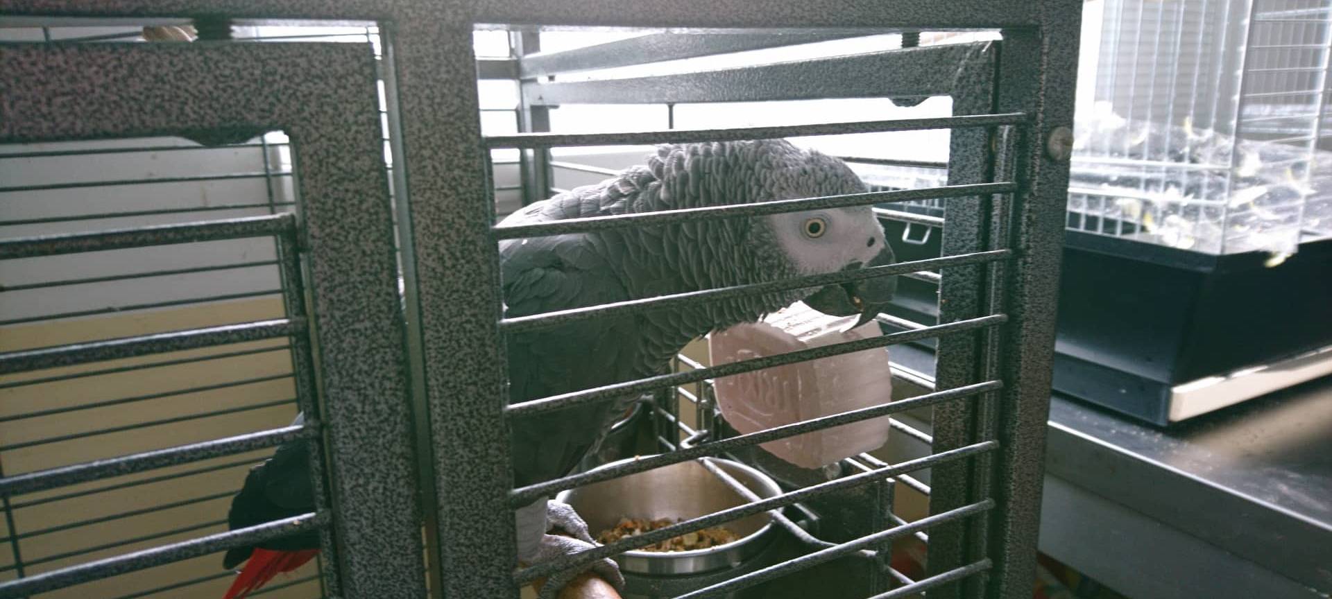 Myteriöser Graupapagei