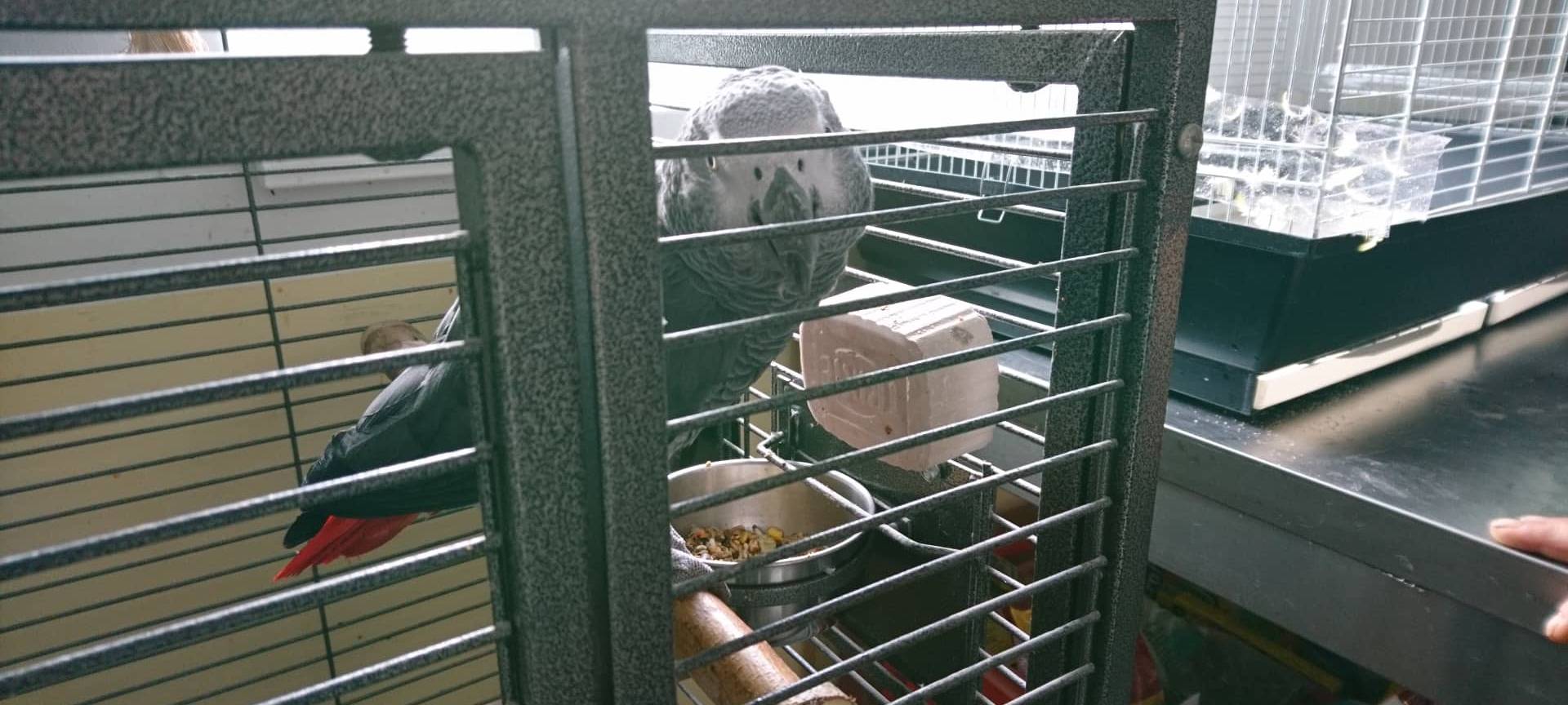 Myteriöser Graupapagei