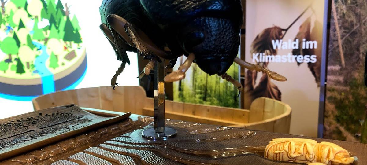 NRW ringt um den Wald der Zukunft