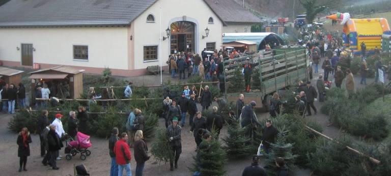Weihnachtsbaumverkauf auf Gut Kuhweide startet am 15. November