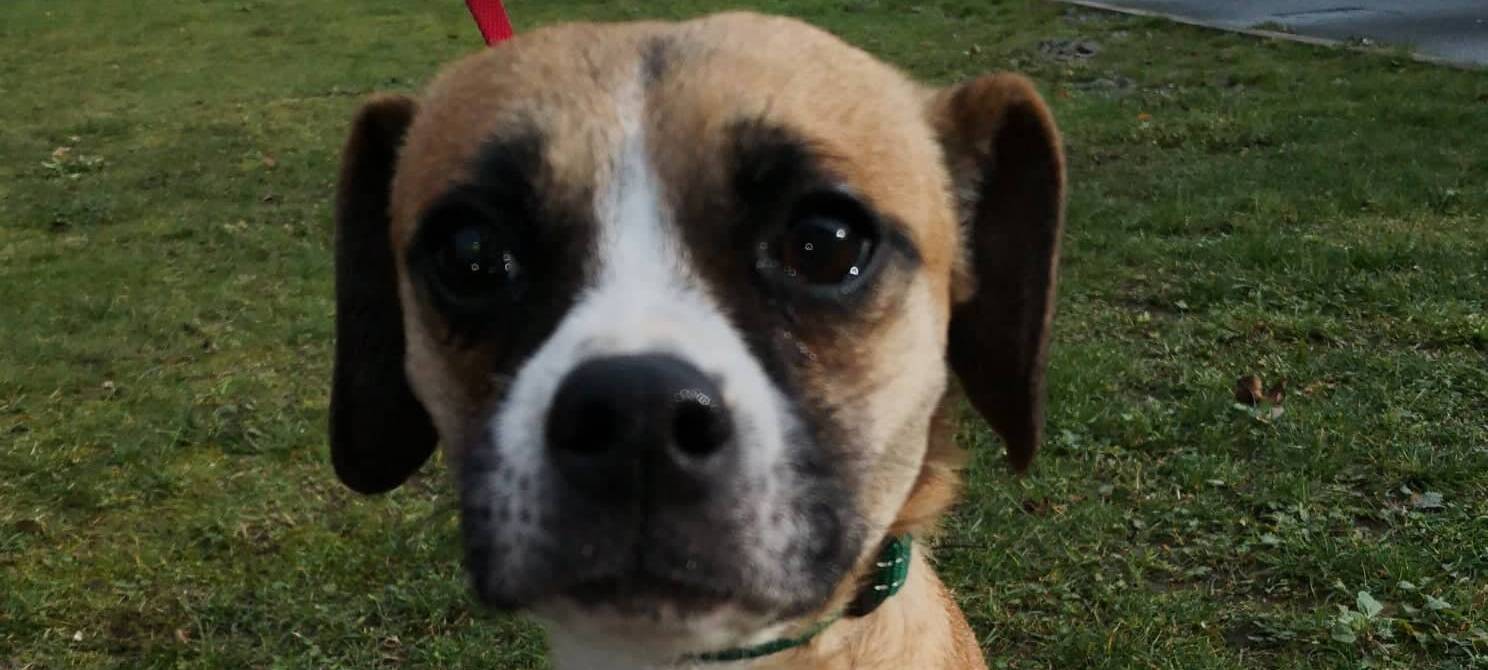 Tier der Woche: Hündin Shelley