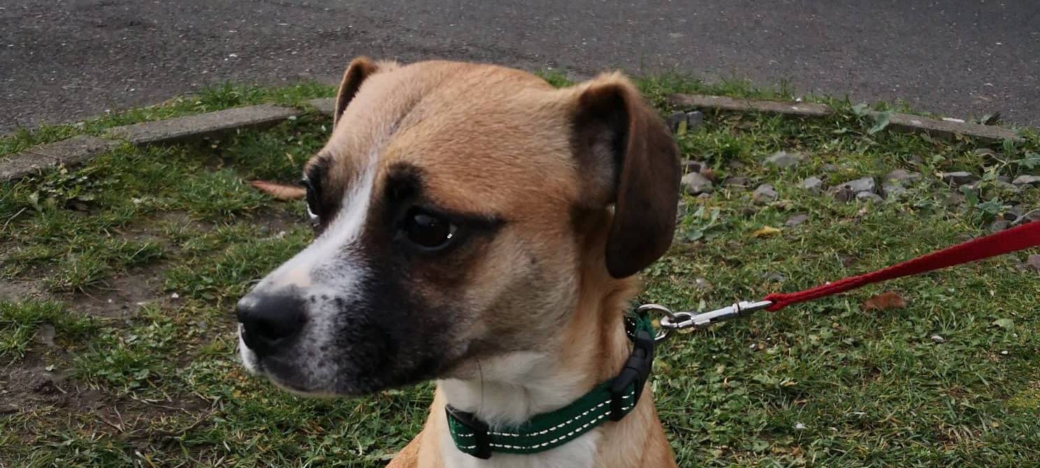 Tier der Woche: Hündin Shelley