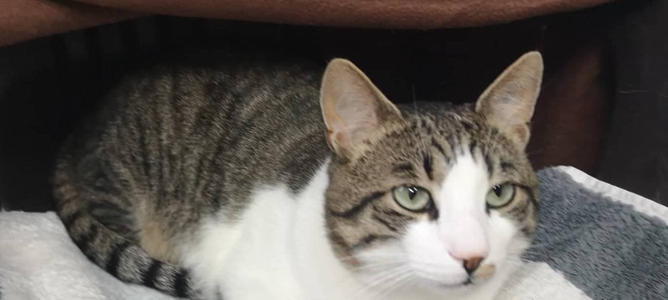 Homer sucht ein neues Zuhause