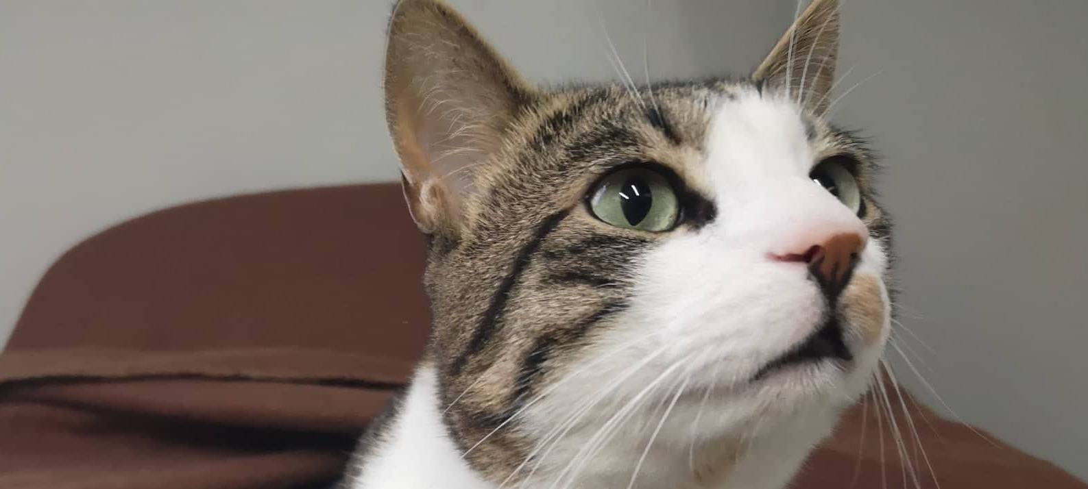 Homer sucht ein neues Zuhause