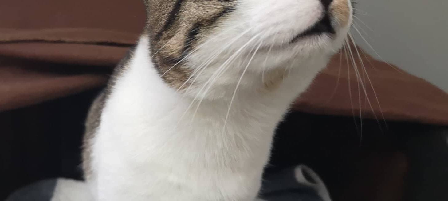 Homer sucht ein neues Zuhause