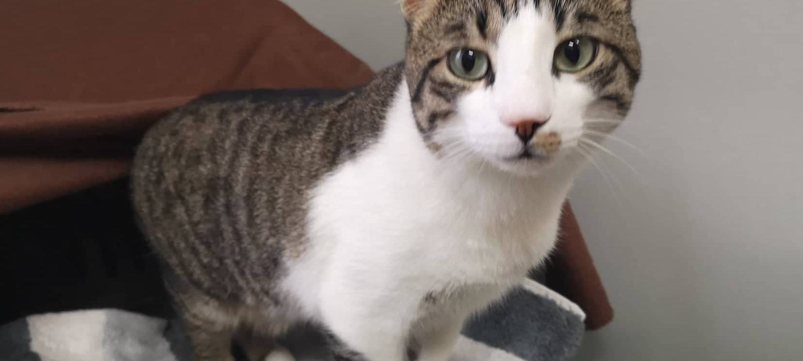 Homer sucht ein neues Zuhause