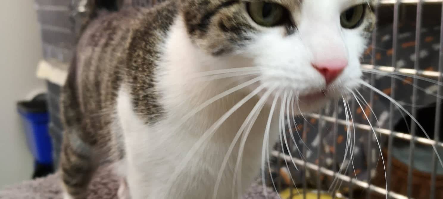 Lisa wünscht sich ein neues Heim