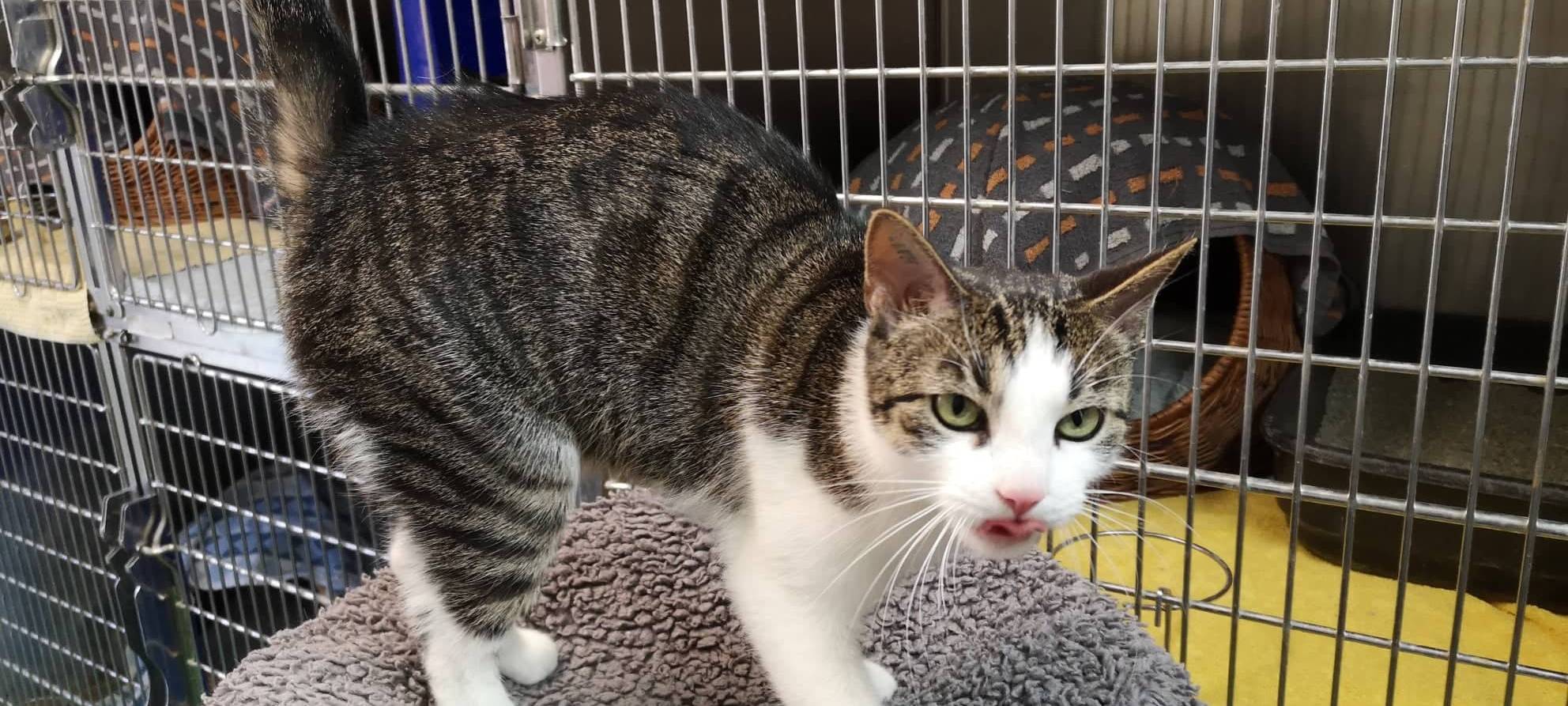 Lisa wünscht sich ein neues Heim