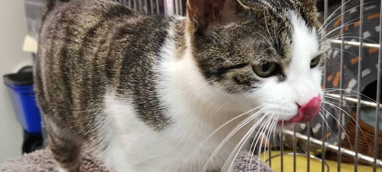 Lisa wünscht sich ein neues Heim