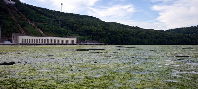 Hagens Seen: Massenwachstum von Wasserpflanzen hat sich verringert