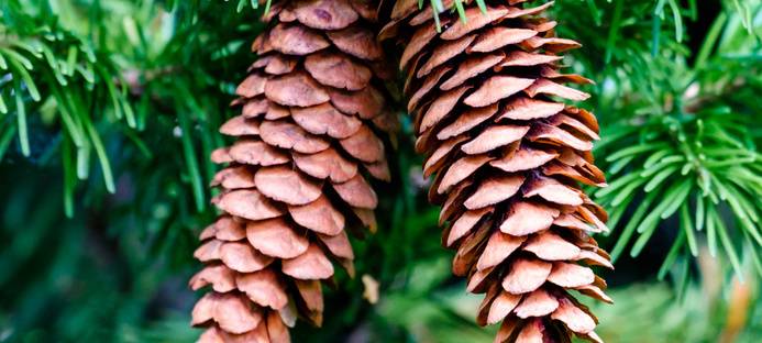 Spendenorganisation Eintracht Tannen