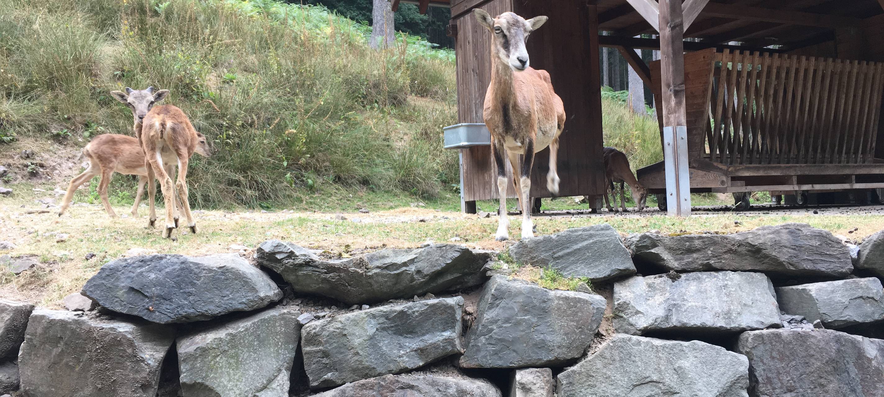 Wanderung zum Wildgehege