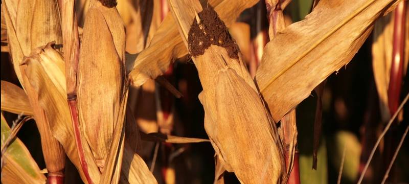 Schlechtes Jahr für Landwirte