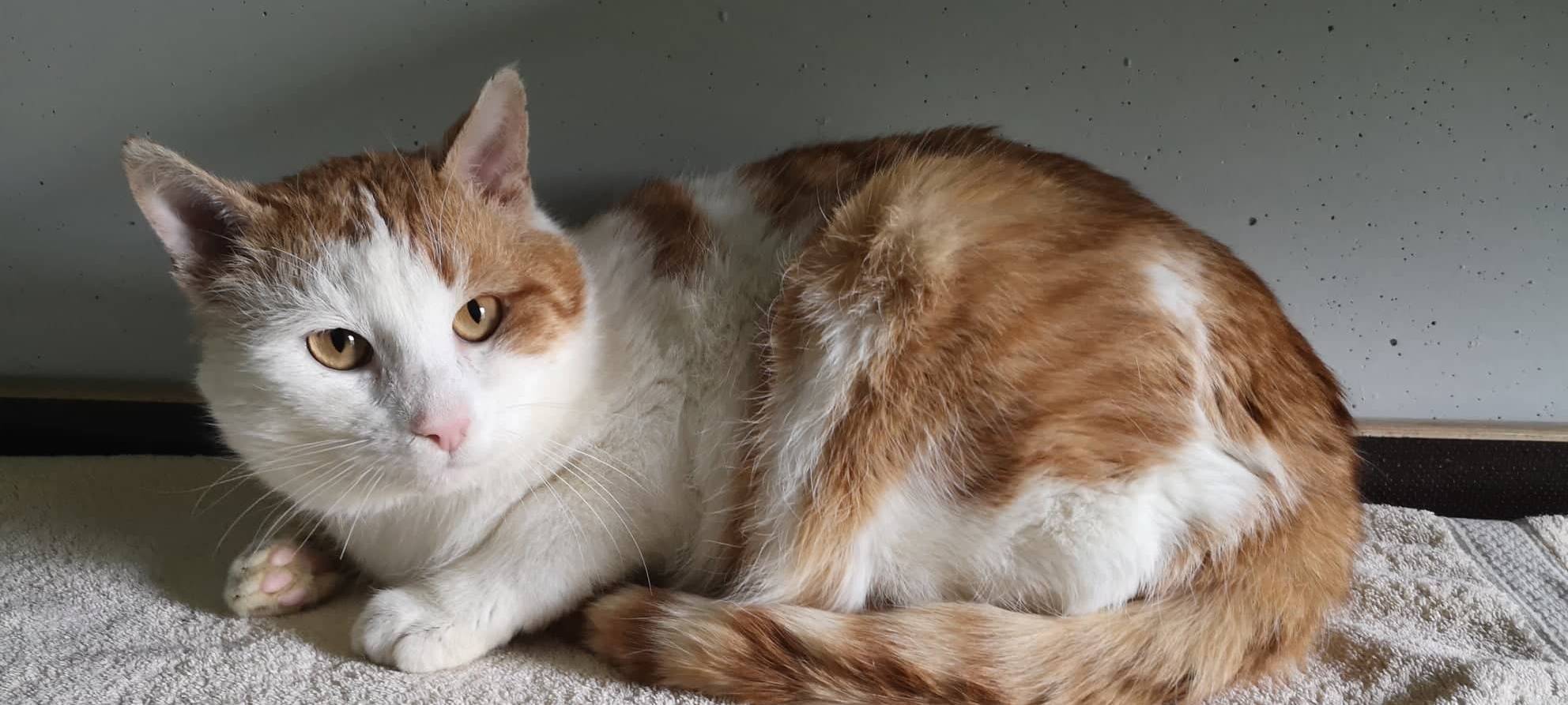 Kater Kalle wünscht sich ein neues Heim