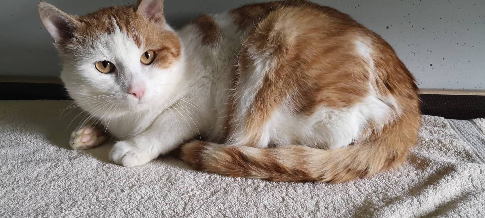 Kater Kalle wünscht sich ein neues Heim