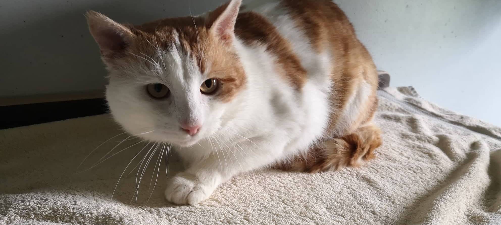 Kater Kalle wünscht sich ein neues Heim