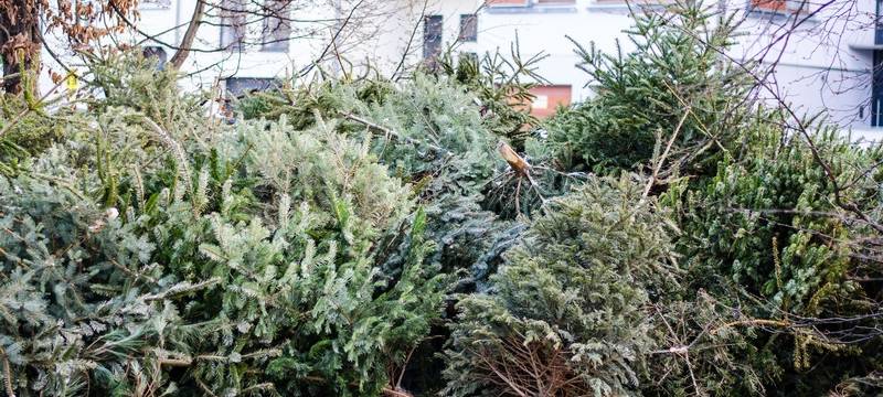 Tannenbaum entsorgen