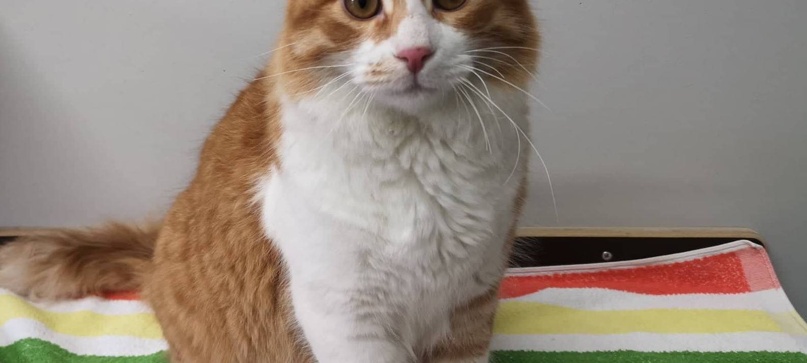 Der kleine Charmeur sucht ein neues Heim